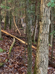 White Tailed Deer
