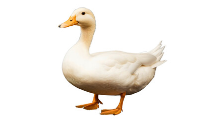 Obraz premium Fluffy White Duck Portrait in Natural Habitat Capturing Cute Playful Behavior