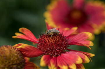 bee on a flower
