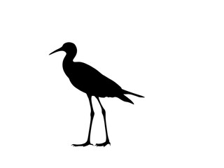 Obraz premium Birds silhouette white background 