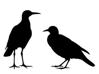 Fototapeta premium Birds silhouette white background 