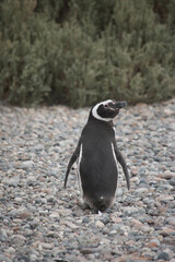 magellanic penguin in argentine patagonia.