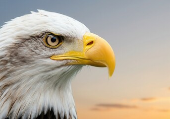 Obraz premium Close-up of a majestic bald eagle against a blurred sunset background, showcasing its powerful beak and intense stare
