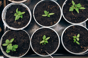 young green seedlings in pots