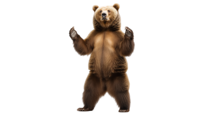 A powerful grizzly bear standing on its hind legs in an alert posture isolated on a transparent background, PNG