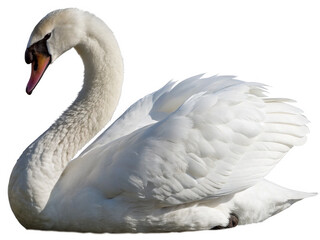 Fototapeta premium swan isolated on a transparent background.