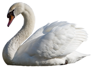 swan isolated on a transparent background.