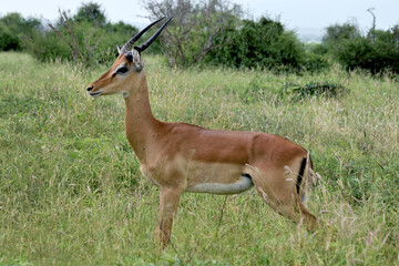 IMPALAS IN THE NATIONAL PARK OF TSAVO IN KENYA
