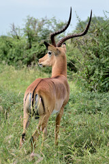 IMPALAS IN THE NATIONAL PARK OF TSAVO IN KENYA
