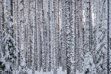 Obraz premium Snowy tree trunks. Winter forest abstract background. Snow covered pine trees in winter forest. Outdoor woods nature landscape at cold day. Snowy woodland, seasonal scene.