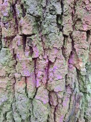tree bark, close up photography
