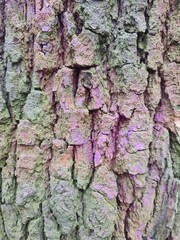 tree bark, close up photography