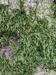tree trunk with grass, close up photography, minimalistic background design