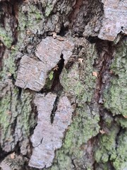 minimalistic background picture / wall paper design - close up photography of wood bark