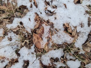 nature ground in the Plänterwald Forest in Berlin Treptow: With Melted Frost