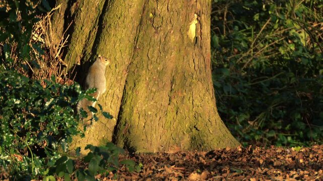 Grey squirrels chasing in tree