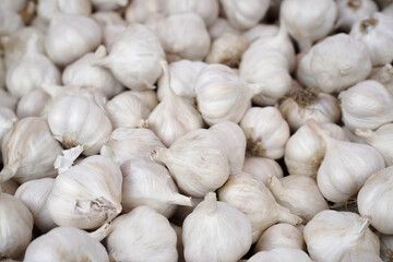 Close up of bunch of garlic background. Many heads or bulbs of garlic on the market counter. White garlic pile texture. Vitamin healthy food spice image. Spicy cooking ingredient picture.