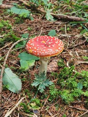 fly agaric mushroom in forest
