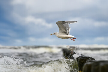 seagull in flight