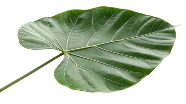 Ficus Umbellata Leaf Transparent PNG