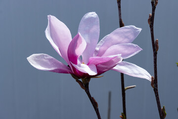 Blooming Magnolia with delicate pale pink and magenta petals 