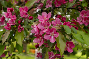Beautiful Blossoms on a  crabapple tree in spring