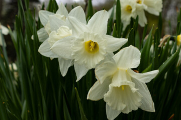 Daffodil Macro in a spring bed of daffodils with delicate petals
