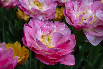 Double Pink tulips display in springtime