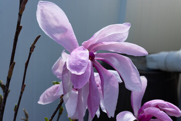 Drooping Magnolia in the early spring makes a lovely pastel portrait