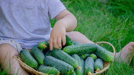 Little girl with a basket of fresh cucumbers on the green grass