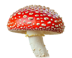 Isolated Red and White Fly Agaric Mushroom on White Background