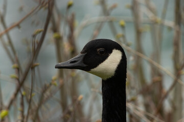 Goose Macro near the water