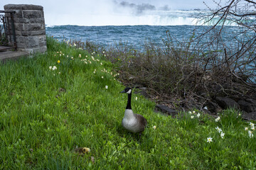 Goose, Gosling and Niagara Falls; a precarious place to have babies, must guard them
