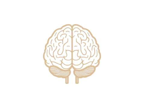 Isolated Brain Outline