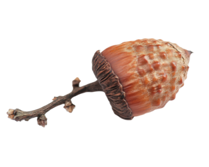 Isolated Acorn with Branch