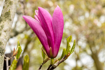 Macro Magnolia; a vibrant pink bloom that signals the beginning of spring