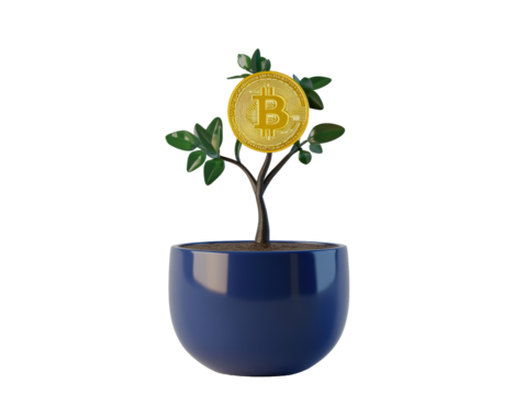 Isolated Bitcoin Plant in a Pot