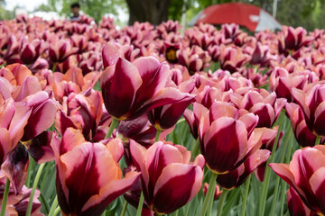Red and White Tulips in a lovely jumble in spring, a mass planting that adorns the landscape