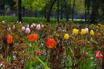 Rain-soaked Tulips pop up in a garden bed in spring with a backdrop of trees