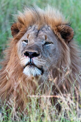 A breathtaking closeup of a lion showcasing its immense power and remarkable grace within its natural habitat