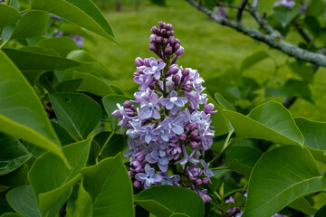 Soft Pink Lilac enhanced by chartreuse leaves  bursts into bloom in spring