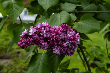 Rosy Lilac; a colorful lilac beginning to bloom in spring with deeper hues of purple and magenta