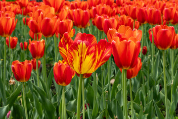 Standout Tulip; one orange and yellow tulip stands out among the bed of standard orange