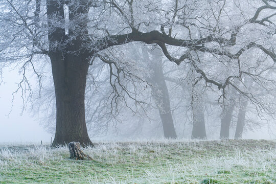 Winter scene of a row of Trees with heavy frost on a foggy day