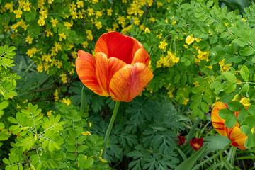 Striated Tulip stands out in a botanical garden in spring