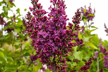Violet Lilac in spring against a chartreuse background