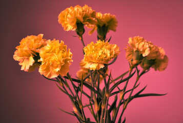 Bouquet of carnation flowers