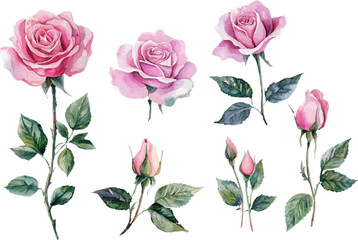 watercolor pink rose flower bouquet
