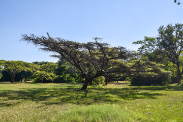 Acacia tree in Africa