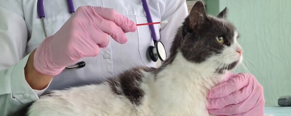 Veterinarian hands with a cotton swab to examine cat ears for parasites and fungi © Nadzeya